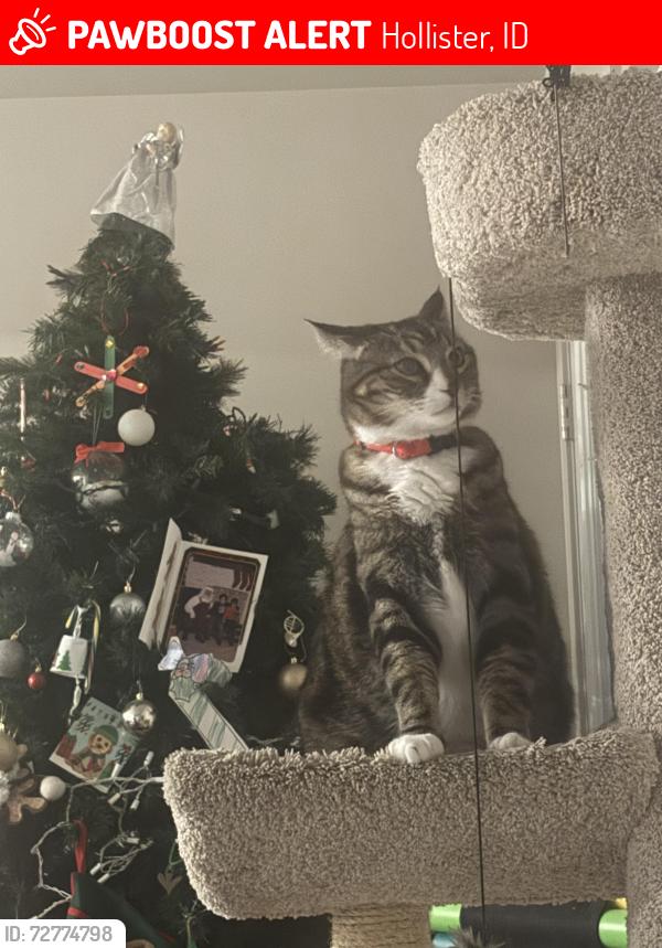 Lost Male Cat last seen Washington st. And Marisela Lee., Hollister, ID 83301