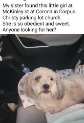 Found/Stray Female Dog last seen Magnolia & mackenly , Corona, CA 92882