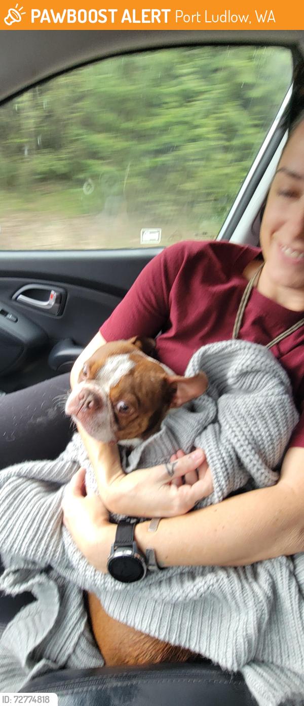 Found/Stray Male Dog last seen Sandy shore rd and the 104, Port Ludlow, WA 98365