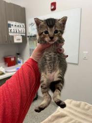Shelter Stray Male Cat last seen Drury and E 24th St, KCMO, 64127, 64127, MO, Kansas City, MO 64132