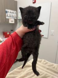 Shelter Stray Male Cat last seen Drury and E 24th St, KCMO, 64127, 64127, MO, Kansas City, MO 64132