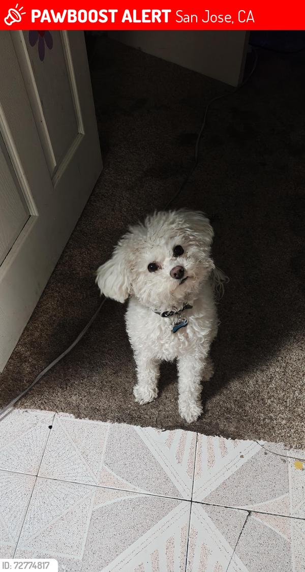 Lost Male Dog last seen Jackson and alum rock by bank of america, San Jose, CA 95116