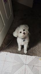 Lost Male Dog last seen Jackson and alum rock by bank of america, San Jose, CA 95116