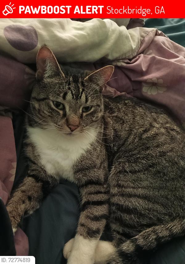 Lost Male Cat last seen Fairview area, Stockbridge, GA 30281