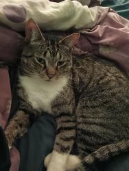 Lost Male Cat last seen Fairview area, Stockbridge, GA 30281