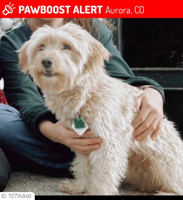 Lost Male Dog last seen Olathe way & dartmount, Aurora, CO 80011