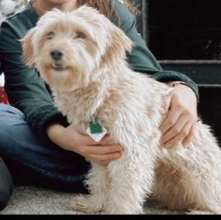 Lost Male Dog last seen Olathe way & dartmount, Aurora, CO 80011