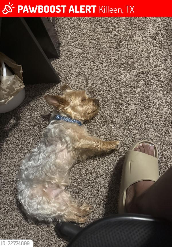 Lost Male Dog last seen Tapaderos path , Killeen, TX 76542