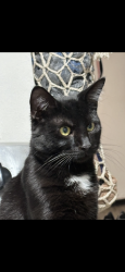 Lost Male Cat last seen Near south yale avenue, Columbus, OH 43223