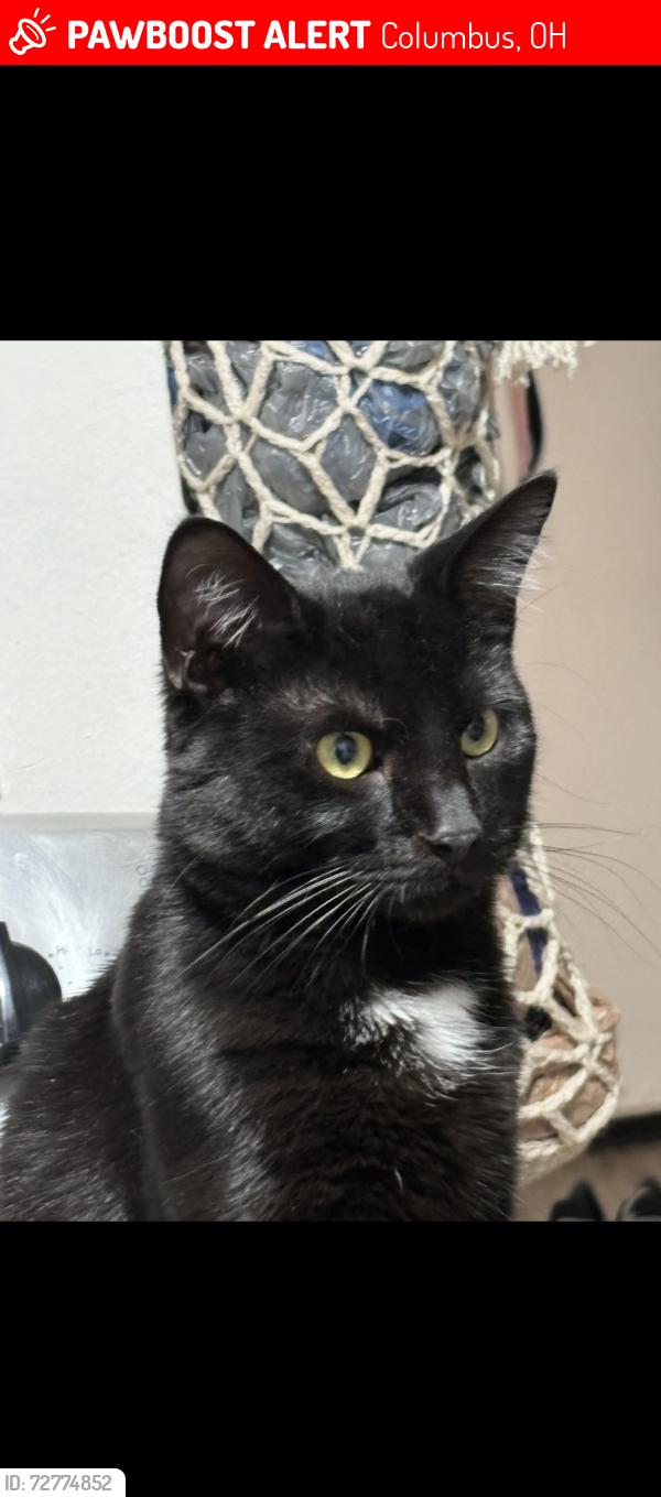Lost Male Cat last seen Near south yale avenue, Columbus, OH 43223