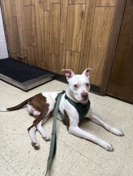 Lost Male Dog last seen Malcom x, Dallas, TX 75215
