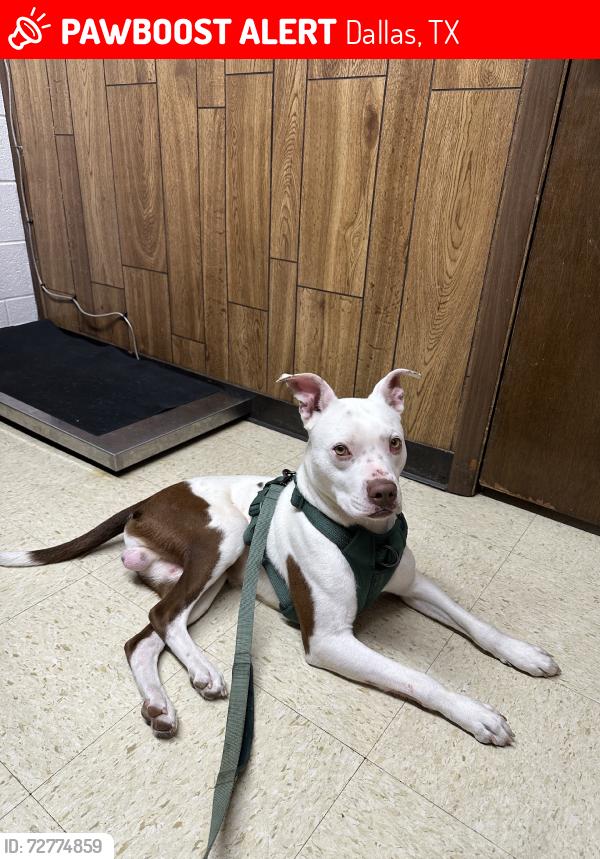 Lost Male Dog last seen Malcom x, Dallas, TX 75215