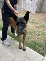 Found/Stray Male Dog last seen General McMullen and Sylvia St , San Antonio, TX 78237