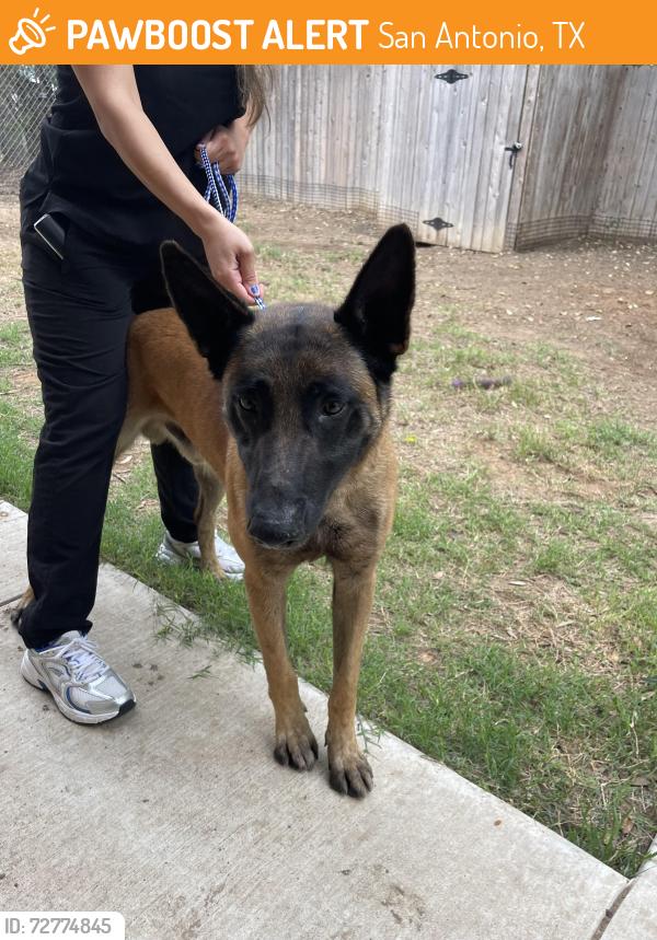 Found/Stray Male Dog last seen General McMullen and Sylvia St , San Antonio, TX 78237