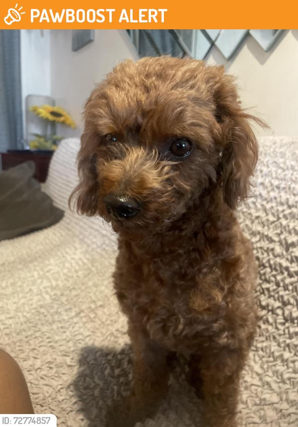 Found/Stray Male Dog last seen Shadybend dr , Hacienda Heights, CA 91745