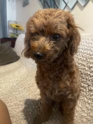 Found/Stray Male Dog last seen Shadybend dr , Hacienda Heights, CA 91745