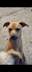 Lost Male Dog last seen Nw 22nd and blackwelder, Oklahoma City, OK 73106