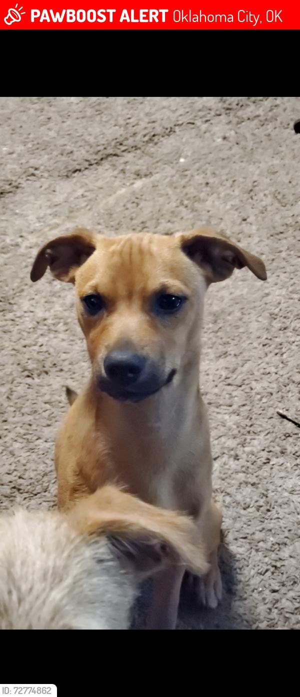 Lost Male Dog last seen Nw 22nd and blackwelder, Oklahoma City, OK 73106