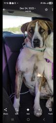 Lost Female Dog last seen Gardena Blvd and Broadway, Gardena, CA 90248