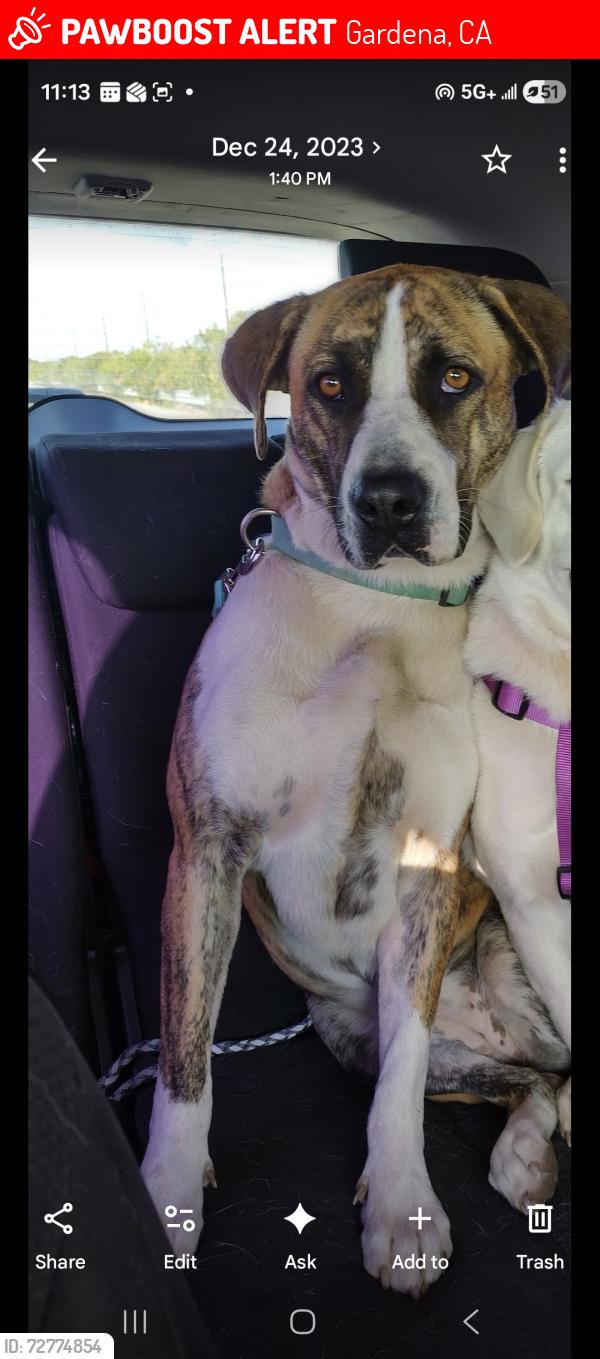 Lost Female Dog last seen Gardena Blvd and Broadway, Gardena, CA 90248