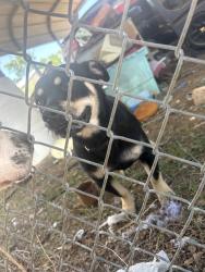 Found/Stray Male Dog last seen Mlk, Lubbock, TX 79404