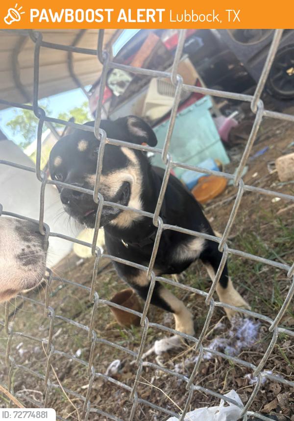 Found/Stray Male Dog last seen Mlk, Lubbock, TX 79404