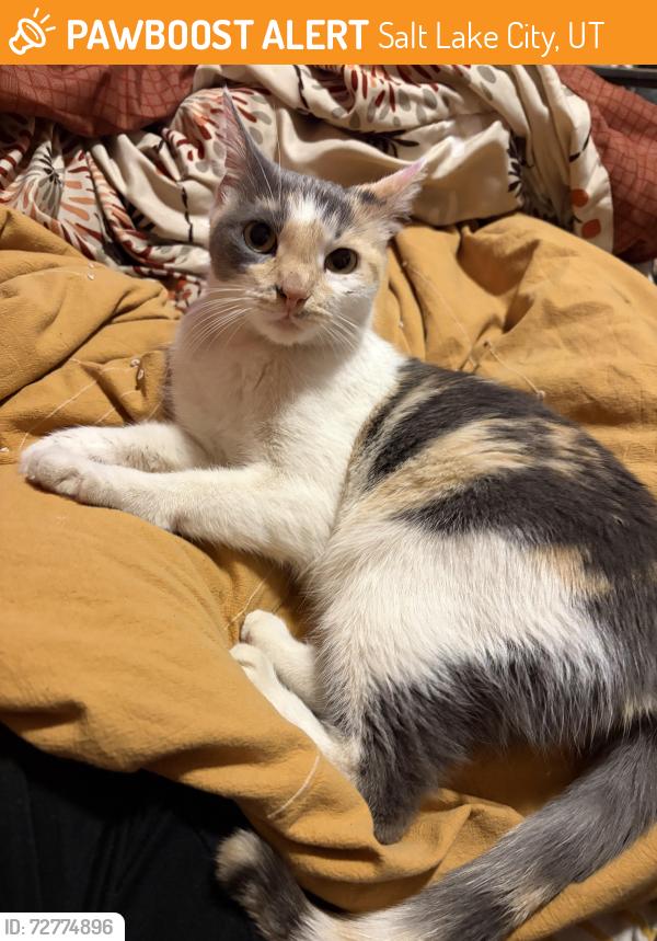 Found/Stray Unknown Cat last seen Near s and 200 e , Salt Lake City, UT 84111