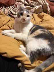 Found/Stray Unknown Cat last seen Near s and 200 e , Salt Lake City, UT 84111
