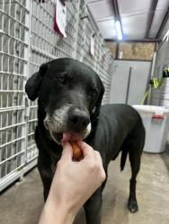 Found/Stray Male Dog last seen I40 Bell , Amarillo, TX 79106