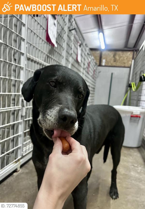 Found/Stray Male Dog last seen I40 Bell , Amarillo, TX 79106