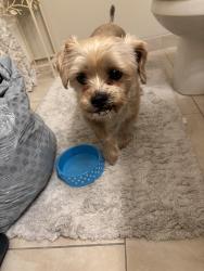 Found/Stray Female Dog last seen 61street NE and Karston , Albertville, MN 55301
