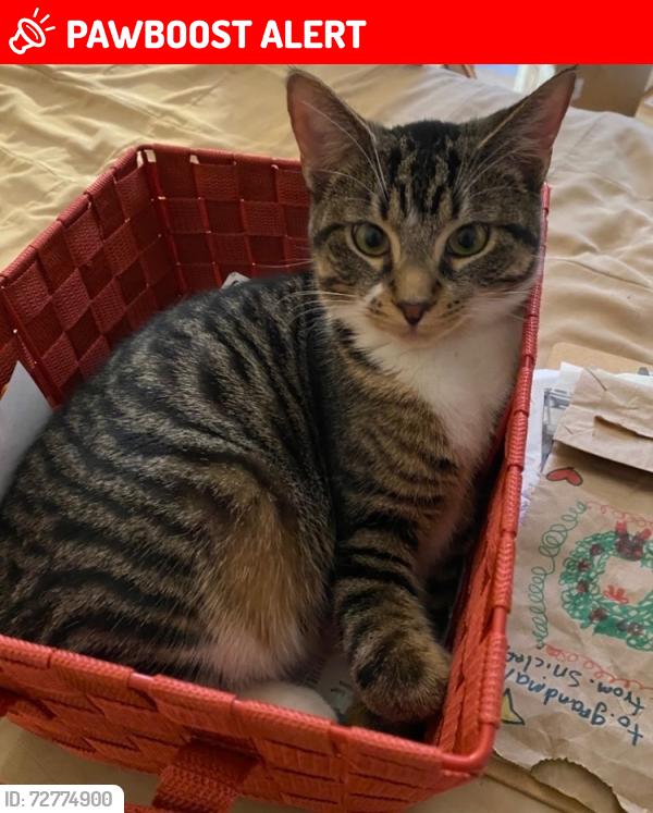 Lost Male Cat last seen Stadium dr 4th st, Oshtemo Township, MI 49009