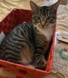 Lost Male Cat last seen Stadium dr 4th st, Oshtemo Township, MI 49009