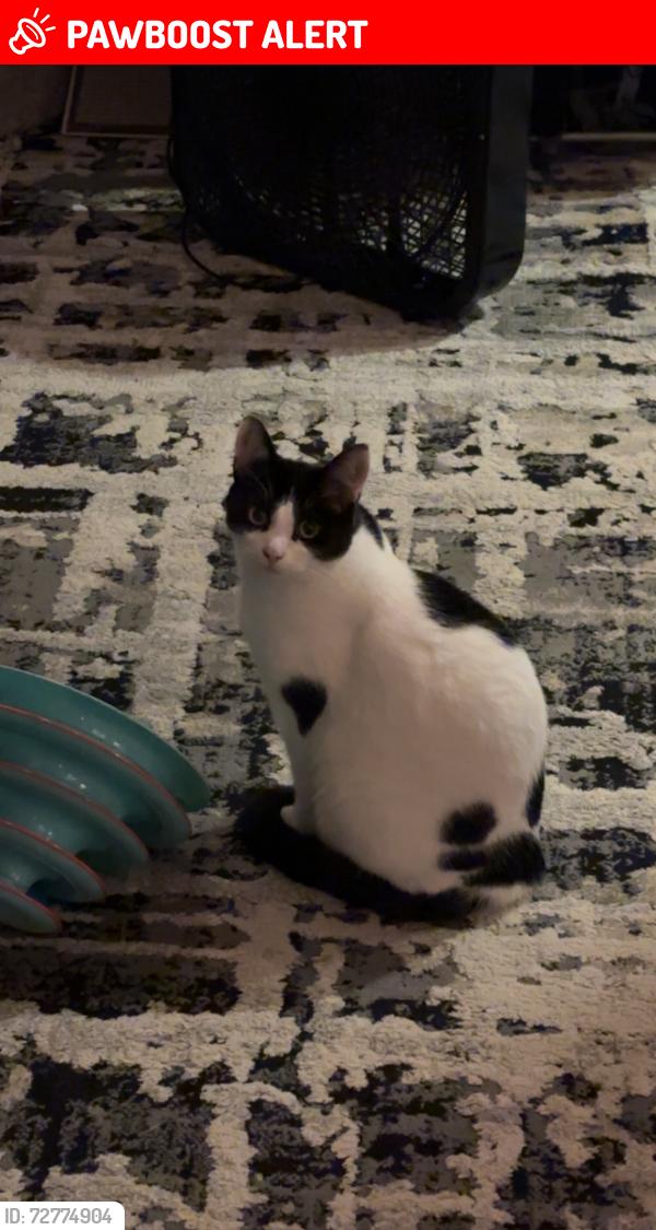 Lost Male Cat last seen 66th and 218th, Mountlake Terrace, WA 98043