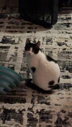 Lost Male Cat last seen 66th and 218th, Mountlake Terrace, WA 98043