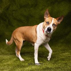 Shelter Stray Female Dog last seen , Tampa, FL 33607