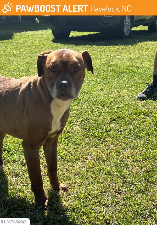 Found/Stray Male Dog last seen Near blades rd, Havelock, NC 28532
