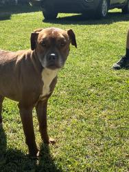 Found/Stray Male Dog last seen Near blades rd, Havelock, NC 28532