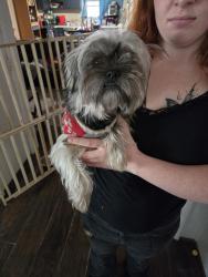Found/Stray Male Dog last seen George Washington , Wichita, KS 67210