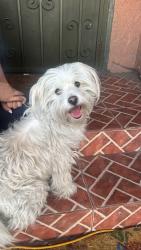 Found/Stray Female Dog last seen Martin luther king JR blvd & paloma, Los Angeles, CA 90011