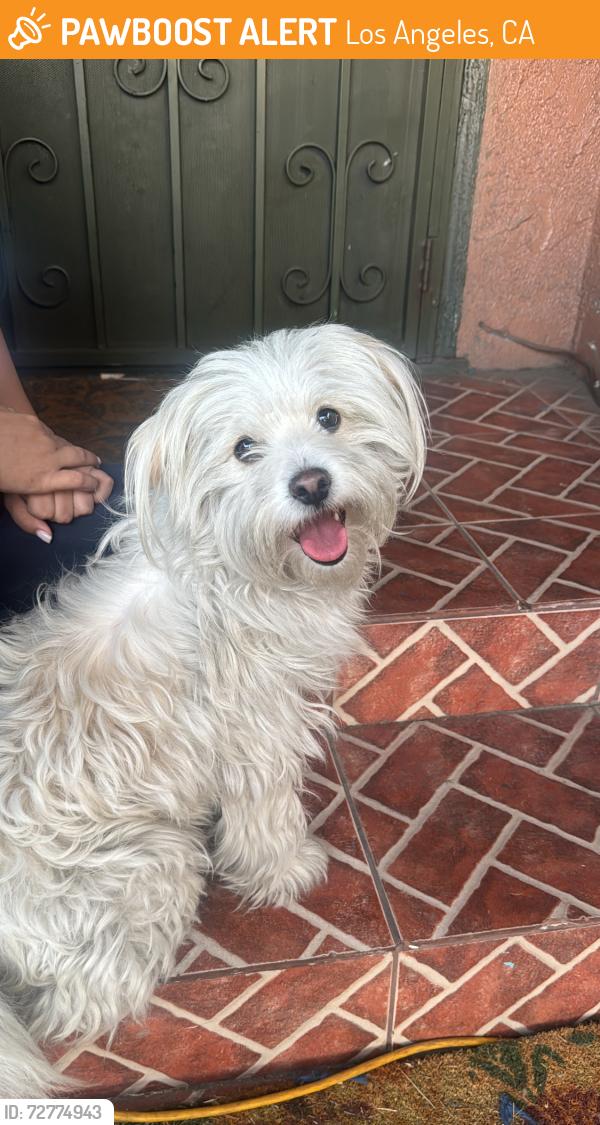Found/Stray Female Dog last seen Martin luther king JR blvd & paloma, Los Angeles, CA 90011