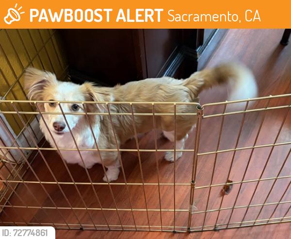 Found/Stray Female Dog last seen Regency place, 8190 arroyo vista, Sacramento , Sacramento, CA 95823