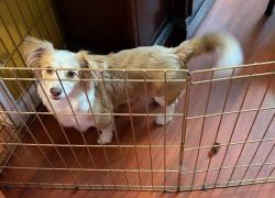 Found/Stray Female Dog last seen Regency place, 8190 arroyo vista, Sacramento , Sacramento, CA 95823