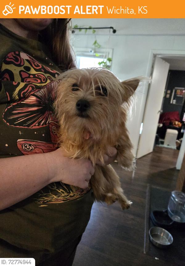 Found/Stray Female Dog last seen George Washington , Wichita, KS 67210