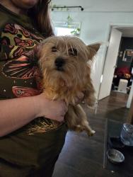 Found/Stray Female Dog last seen George Washington , Wichita, KS 67210