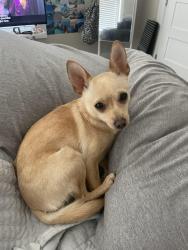 Lost Female Dog last seen Highway 27 , Rome, GA 30161