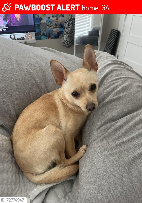 Lost Female Dog last seen Highway 27 , Rome, GA 30161