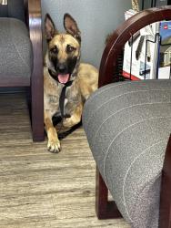 Found/Stray Female Dog last seen Glassell st and riverbend, Orange, CA 92865