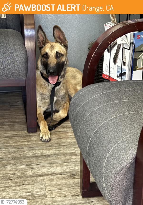 Found/Stray Female Dog last seen Glassell st and riverbend, Orange, CA 92865