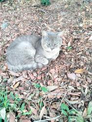 Found/Stray Male Cat last seen White Oak Trace and White Oak Springs, Houston, TX 77429